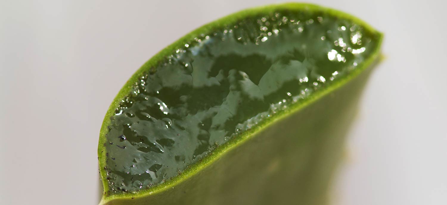 Aloe-Vera-Blatt, quer aufgeschnitten