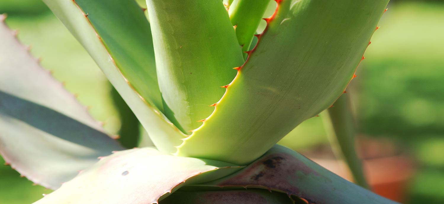 Aloe
