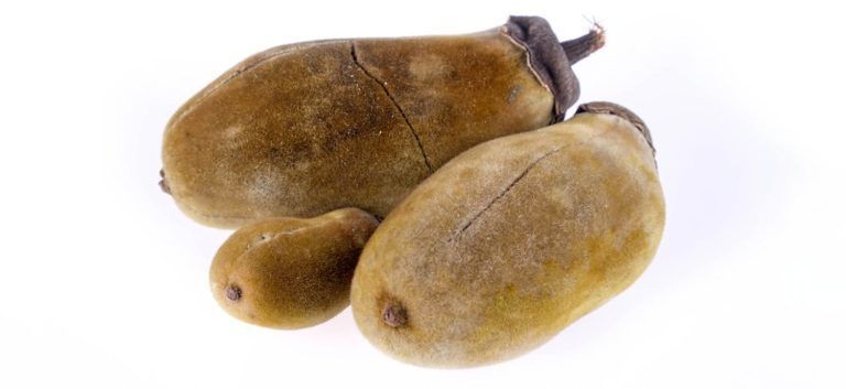 Baobab-Frucht auf weißem Hintergrund