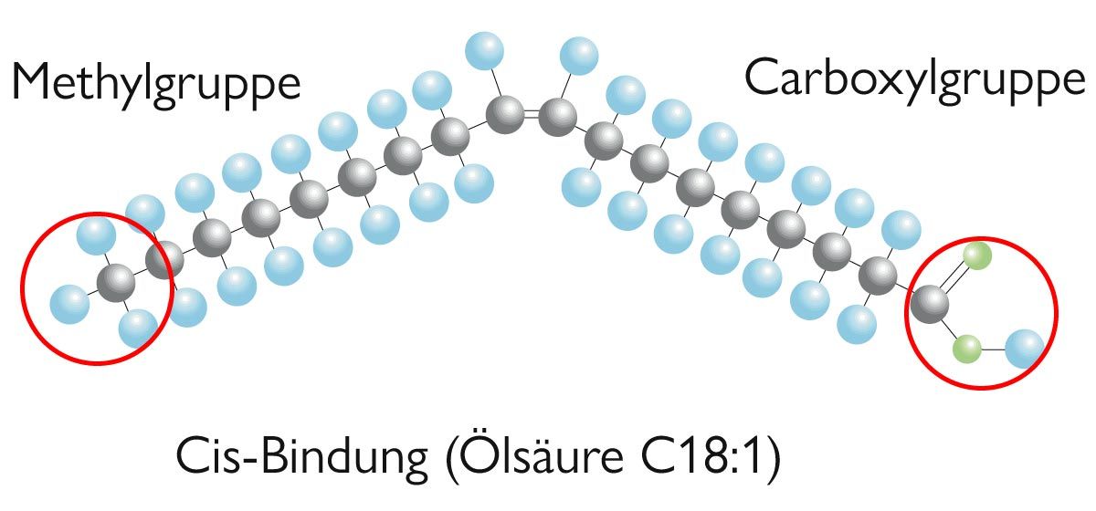 Methylgruppe und Carboxylgruppe eines Fetüsäuremoleküls