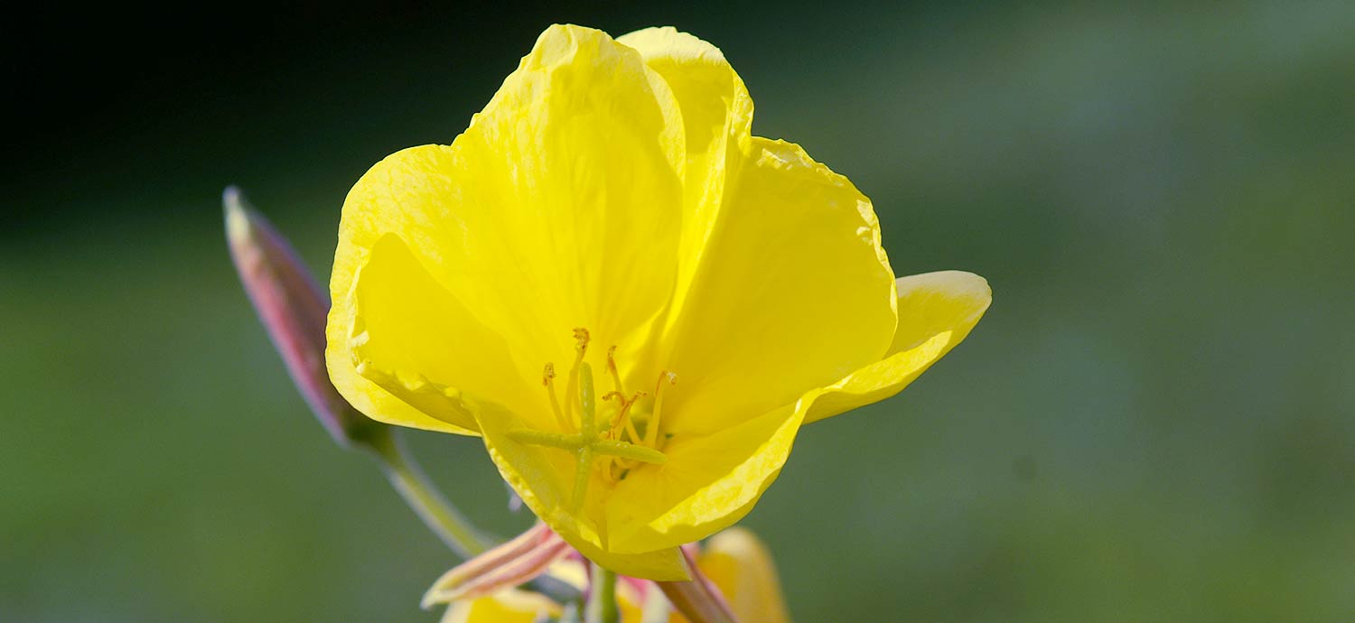 Blüte der Großen Nachtkerze
