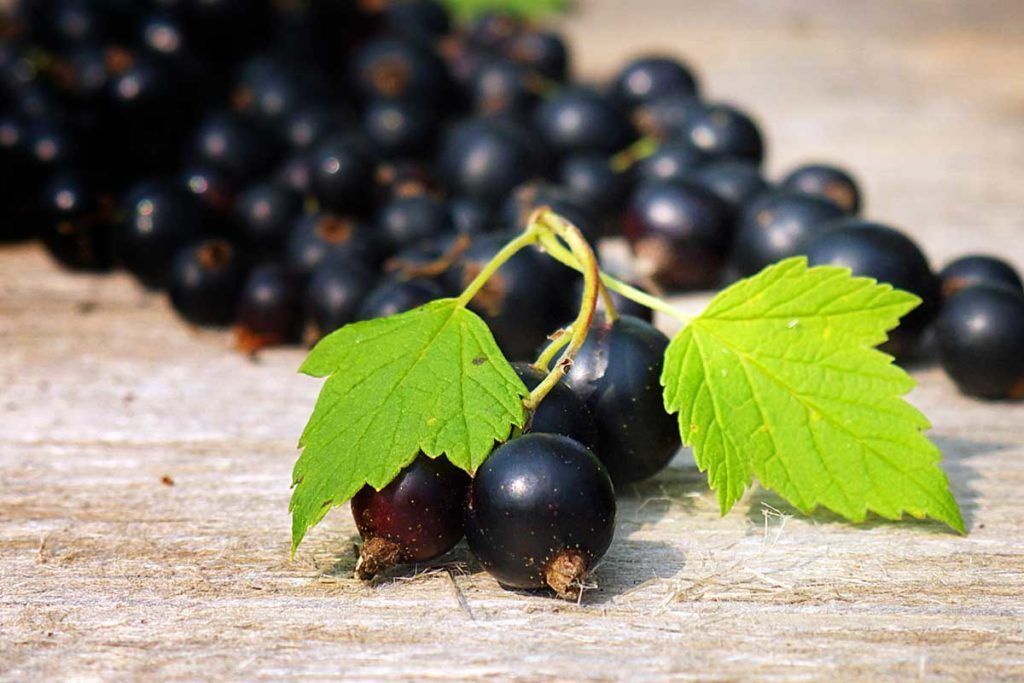 Johannisbeeren (© Adobe Stock | asadykov)