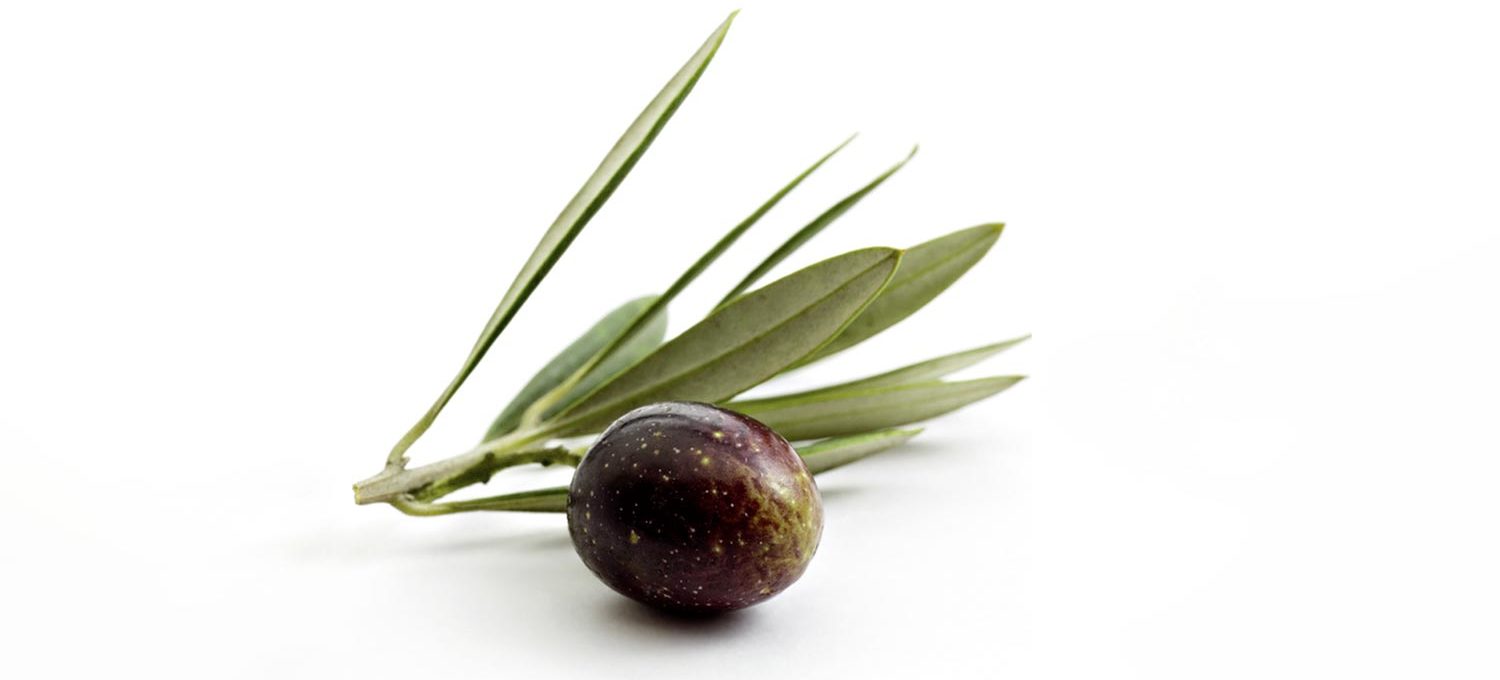 Olive, aus der Olivenöl gepresst werden kann