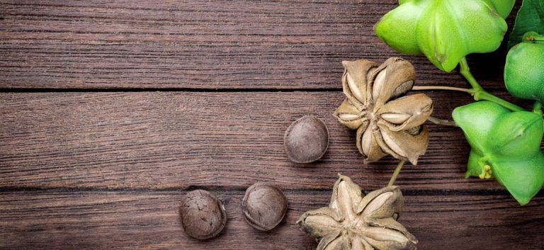 Sacha-Inchi-Samen auf einem Holzbrett, aus ihnen wird Sacha-Inchi-Öl gepresst