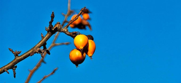Sanddornbeeren am Zweig, aus deren Kernen Sanddornkernöl gepresst wird